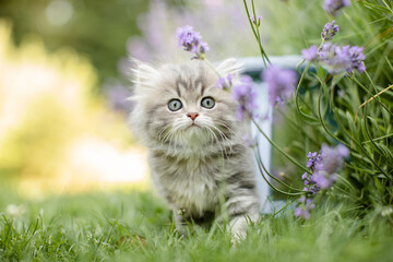 Britisch Langhaar Kätzchen im Garten, spielt im Lavendel