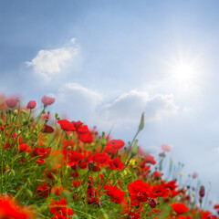 red poppy flowers growth on hill slope in light of sparkle sun