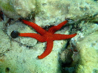 Mediterranean red sea star or red sea star, red starfish (Echinaster sepositus) undersea, Aegean Sea, Greece, Thasos island