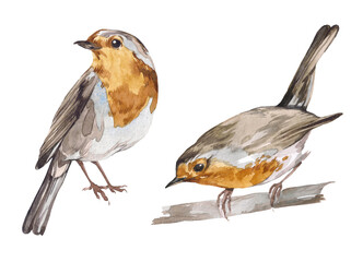 Hand-drawn set watercolor robin bird isolated on white background. Ideal for decorating a nursery, textiles and packaging. Erithacus rubecula. Elements for packaging design.