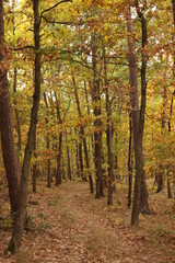 autumn in the forest