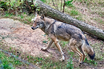 Europäischer Wolf ( Canis lupus ).