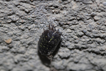 Isopods beetle animal macro photo