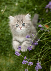Naklejka na ściany i meble Britisch Langhaar Kätzchen im Garten, spielt im Lavendel