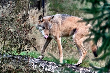 Europäischer Wolf ( Canis lupus ).