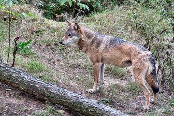 Obraz premium Europäischer Wolf ( Canis lupus ).