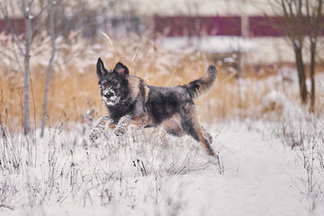 Shaggy dog without breed winter walk