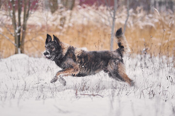 Shaggy dog without breed winter walk