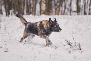 Shaggy dog without breed winter walk