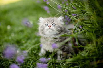 Naklejka na ściany i meble Britisch Langhaar Kätzchen im Garten, spielt im Lavendel, Sommer