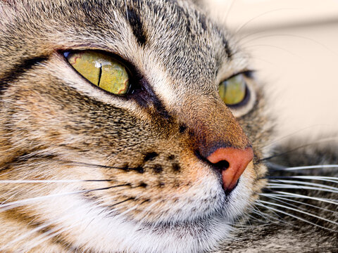 Detail of a cat's face with luminous eyes on a beige background