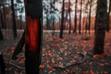 Beautiful wood underneath the charred bark of recent bush fire