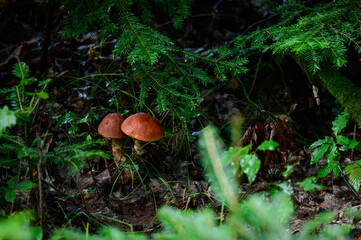 Fototapeta premium Two Leccinum mushrooms growing in the forest, edible mushroom with a red cap.