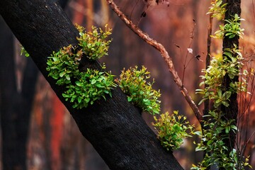 Trees recover after bush fires in Australia