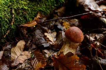 Boletus is the king of the forest and all kinds of mushrooms, an edible autumn mushroom in the forest between the leaves.