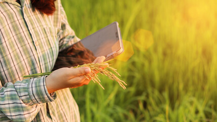 Woman hand, Smart farming Agricultural technology ,Asian woman using tablet research and studying...
