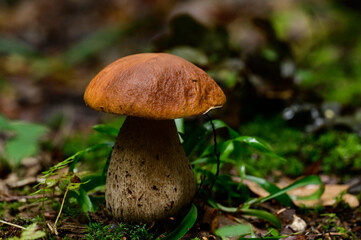 Edible mushrooms, boletus as the king of mushrooms, diet and vegetarian food.