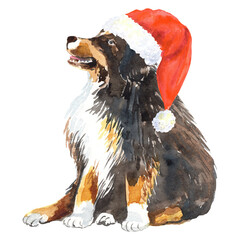 Christmas clip art, bernese mountane dog, red Santa hat, winter season.  Isolated elements .Hand painted in watercolor.