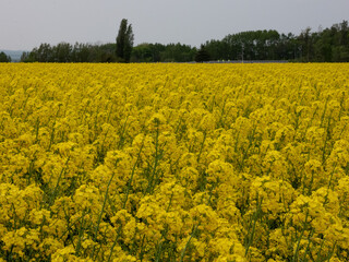 Canola flowers blooming all over