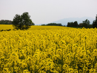 Canola flowers blooming all over