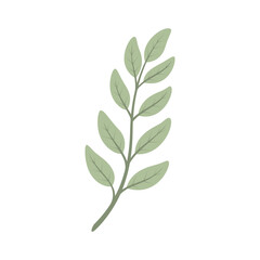 Sage isolated on white background. Herb. Vector illustration. Flat style.