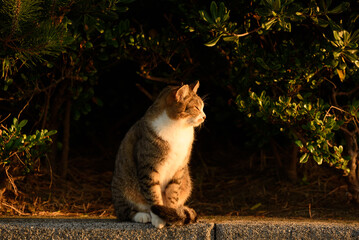 猫と陽光