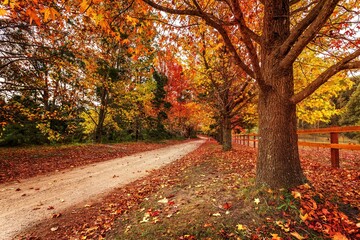 Country roads in Autumn lined with maples and deciduous trees