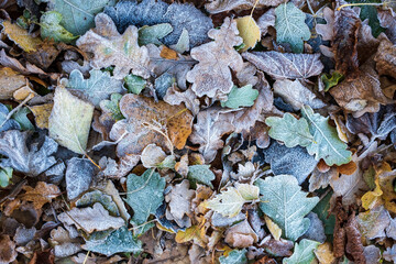 Multicolored fallen leaves in hoarfrost, frosty autumn morning. Flatley. Copy space. 
