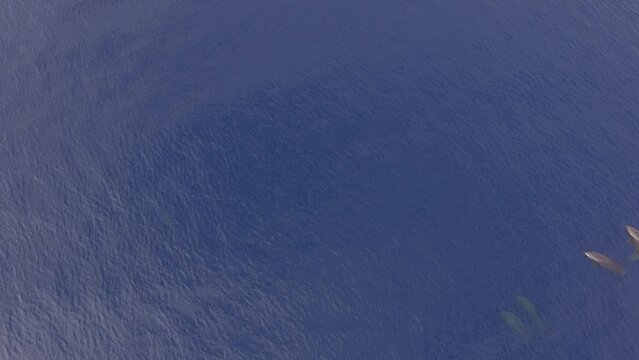 Aerial angle dolphin relaxing on the surface of the water