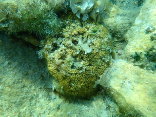 Stony coral cushion coral (Cladophora dalmatica,  former scientific name Cladophora caespitosa) undersea, Aegean Sea, Greece, Thasos island
