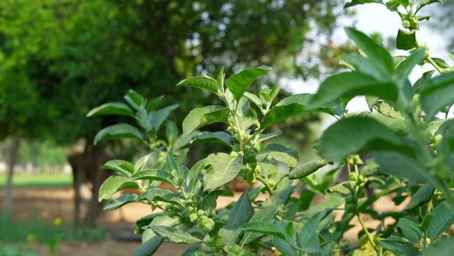 Withania somnifera plant known as Ashwagandha. winter cherry, Indian ginseng herbs or poison gooseberry. Ashwagandha benefits for weight, stress and healthcare.