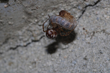 natural parasteatoda tepidariorum spider macro