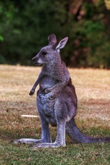 Juvenile kangaroo on a grassy area near bush land