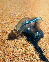 Close up of Blue Bottle marine stinger on the sand