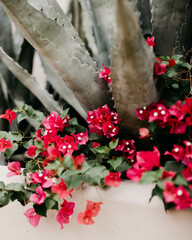 flowers in the garden aloe vera pink flowers