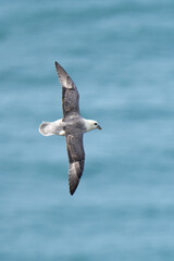 Fulmar in the flight
