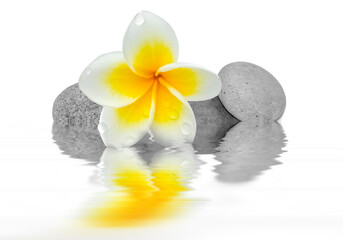 Fototapeta na wymiar Reflets de fleur de frangipanier avec des gouttes sur galets zen