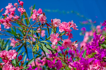 Bugambilia violeta enredada en Nerium oleander rosa