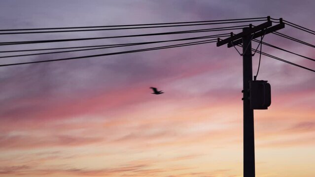 A utility pole (electricity transmission) against a beautiful sunset sky, with two birds flying across the frame. Usable in context of the current power crisis.