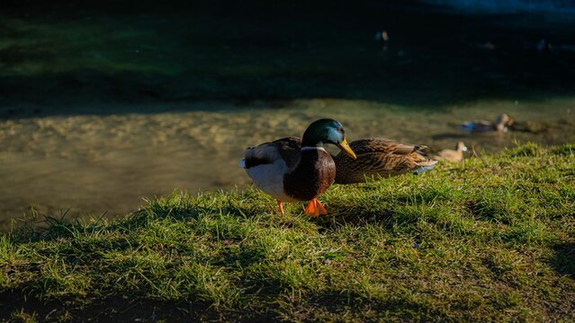 Closeup Shot Of A Beautiful Green Mallard Duck On The Shore Of A Lake