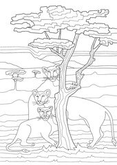 Coloring book for children and adults. Wild safari animals lionesses, leopards, wild cats