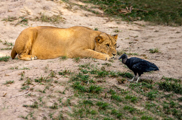 Lion and Lionesses in the Jungle