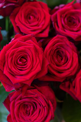róża kwiatek czerwony miłość walentynki ślub zaproszenie kochać tło
