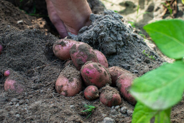 Senior woman hands harvesting fresh potatoes in the garden. Close up view of harvesting red peeled potato in countryside garden. Autumn seasonal works digging vegetables. Selective focus.