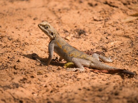 Closeup shot of a savigny's agama (Trapelus savignii) lizard on the sand