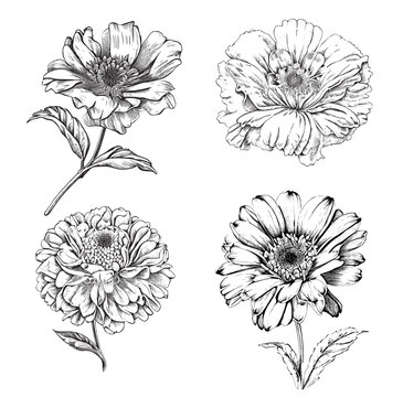 Hand drawn sketch flowers set Garden flowers Vector illustration