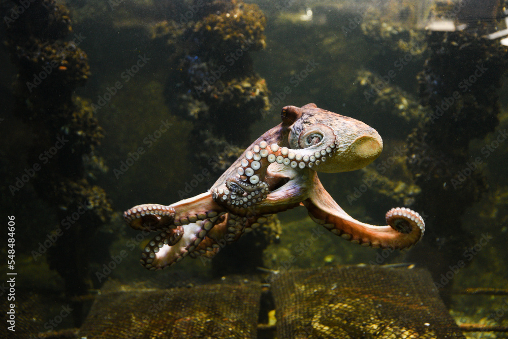 Wall mural Octopus in the aquarium. Common octopus (Octopus vulgaris). Wild animal.