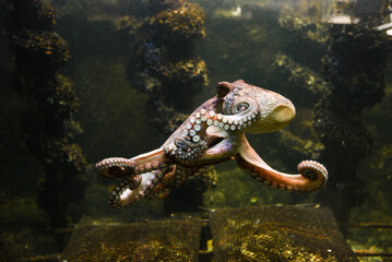 Octopus in the aquarium. Common octopus (Octopus vulgaris). Wild animal.