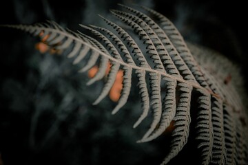 Selective close-up of a silver fern (Alsophila dealbata) endemic to New Zealand, grayscale shot