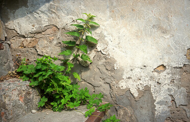 Naklejka premium Nettles and hops have grown through the stone steps